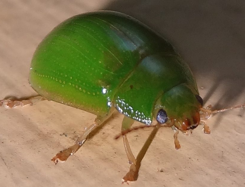 Lilly Pilly Beetle