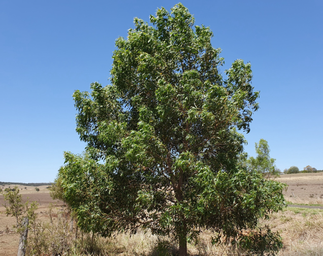 Acacia Implexa