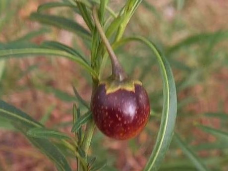Solanum Linearifolium
